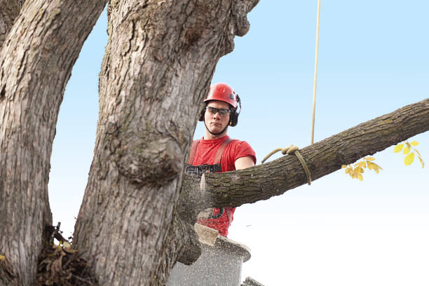 Trusted Kamiah, ID Tree Services Experts